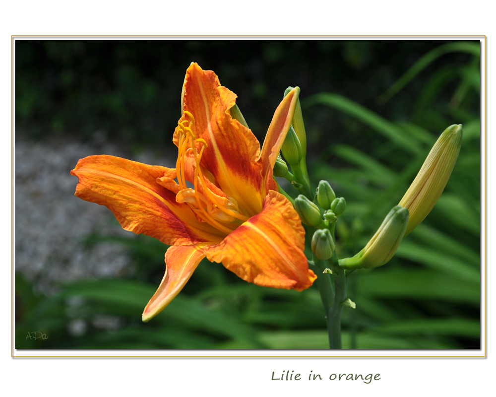 Meine 1. Lilienblüte