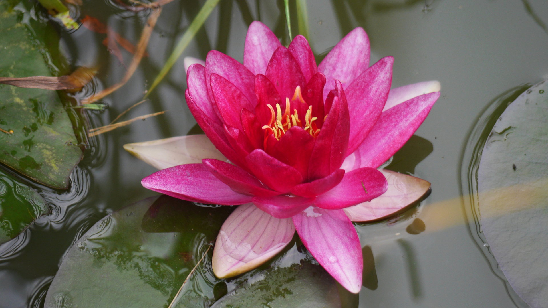 ... meine 1. Seerose im Gartenteich