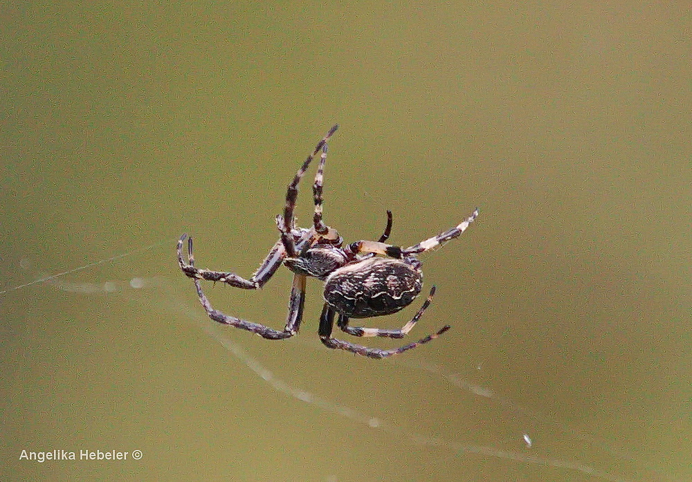 "meine 1. Spinne"