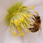 Meine 1. Wildbiene in 2014 - heute am 9. Januar - an einer Christrose hier in Ditzingen