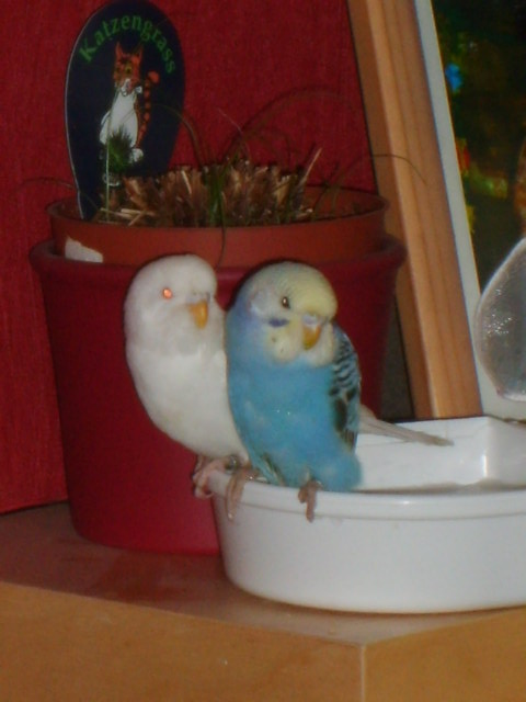 meine 2 Babys