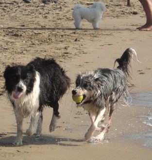 Meine 2 Lieblinge am "DOG-BEACH" in der Toscana.....