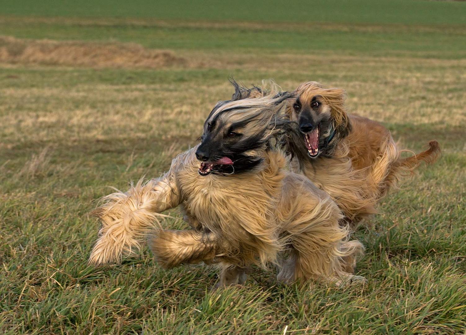 meine 2 "Orkanhunde"