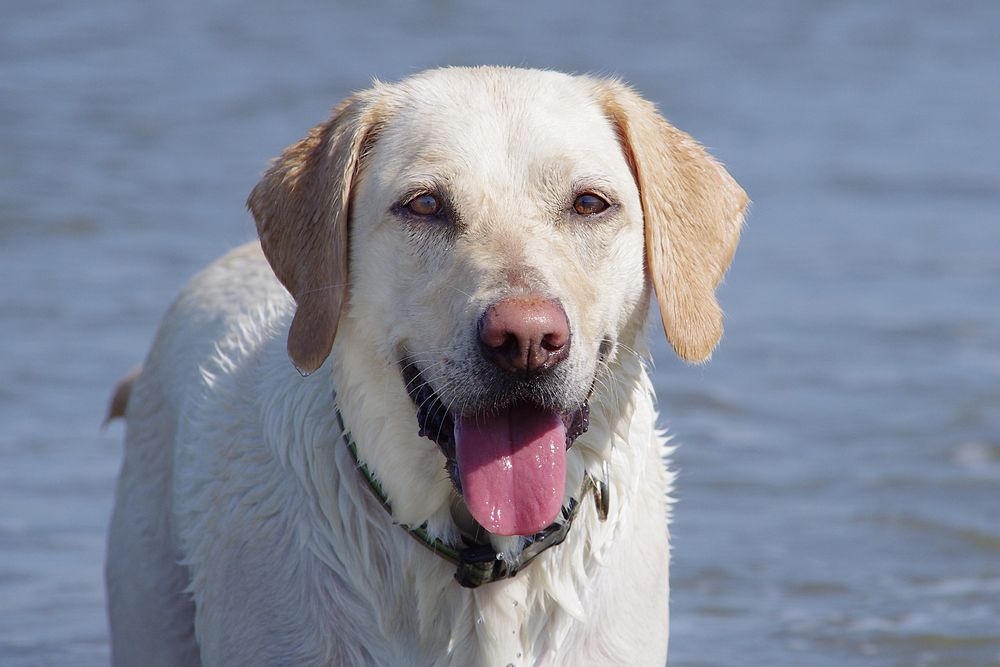 Meine 4 Jährige Labradorhündin Kira