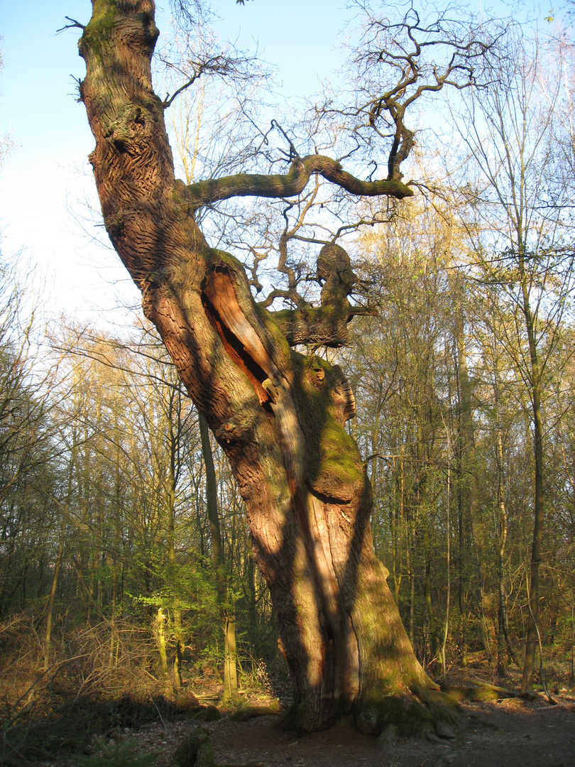 Meine 500jährige Eiche auf dem Sensenstein / Kassel (1)