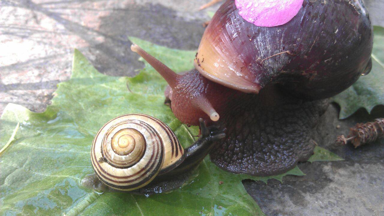 meine Achatina Fulica