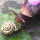 meine Achatina Fulica