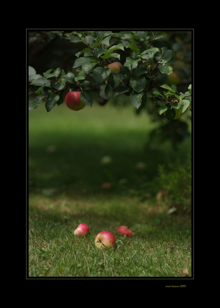 meine äpfel...