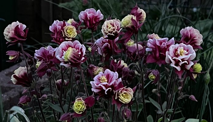 Meine Akelei blüht in diesem Jahr besonders schön