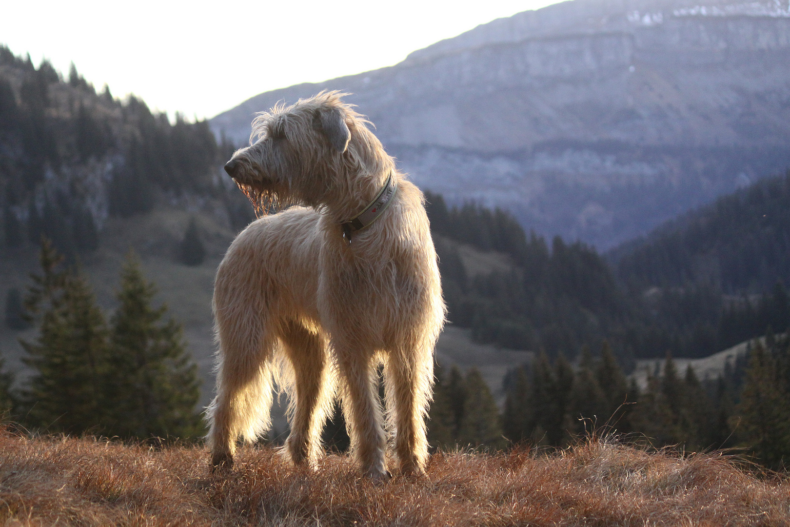 Meine Alannah in der Abendsonne