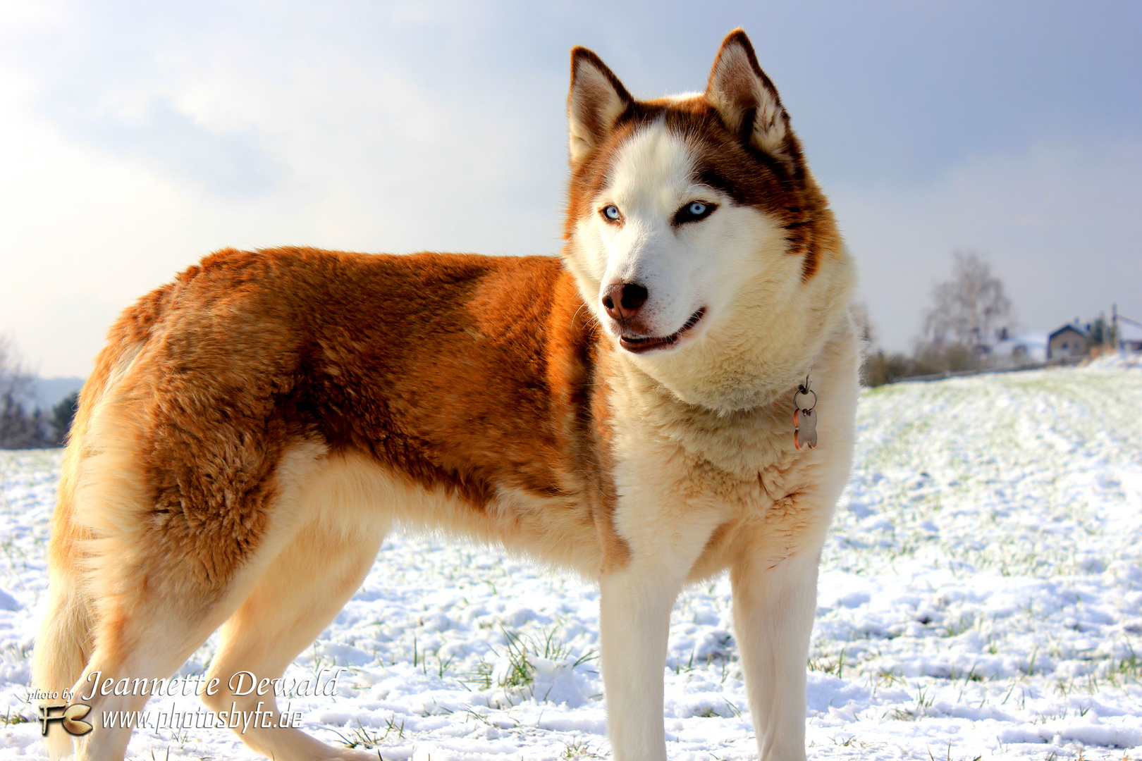 Meine Alaskan Husky Hündin "Joy" - Photos by FC - Jeannette Dewald