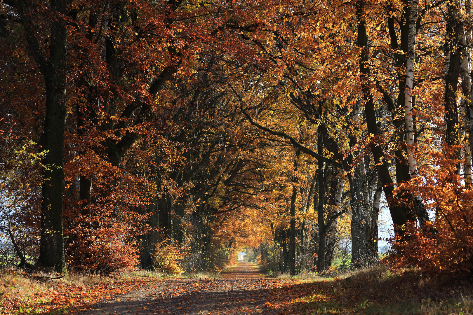 Meine Allee