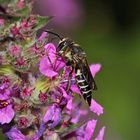 Meine allererste Kegelbiene - COELIOXYS AUREOLIMBATA - ...