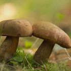 meine allererste Pilz- Aufnahme 