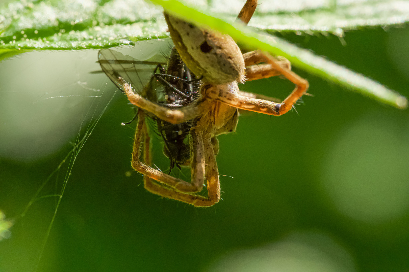 Meine allererste Spinne..