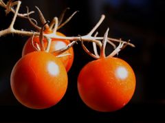 Meine allerletzten Tomaten