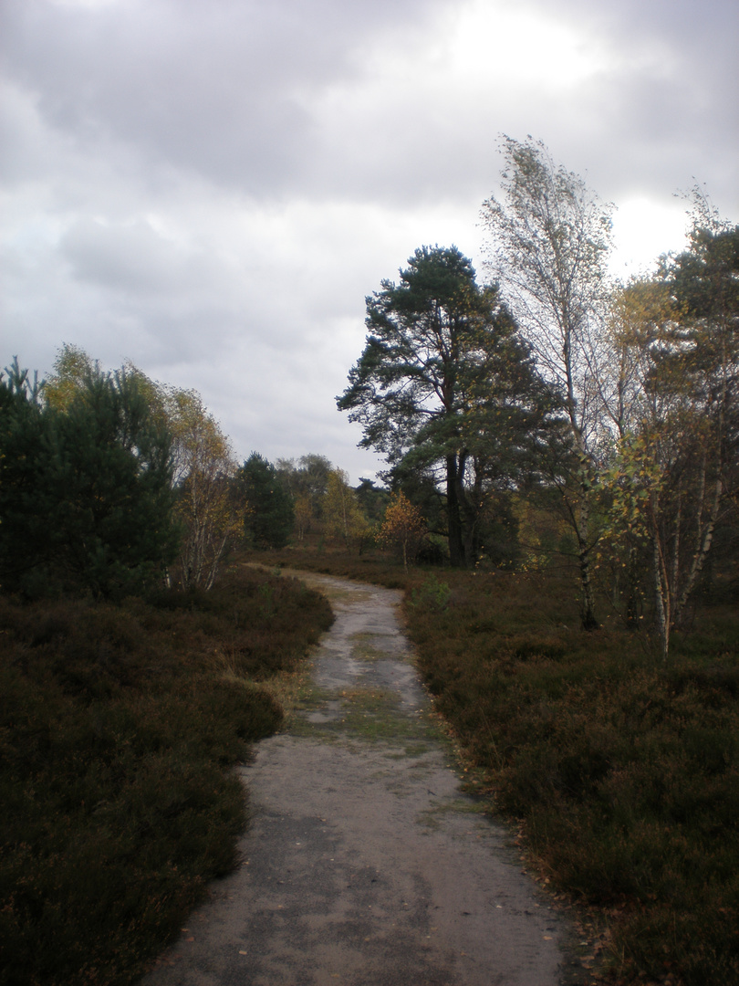 Meine alte Heimat - Lüneburger Heide