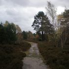 Meine alte Heimat - Lüneburger Heide