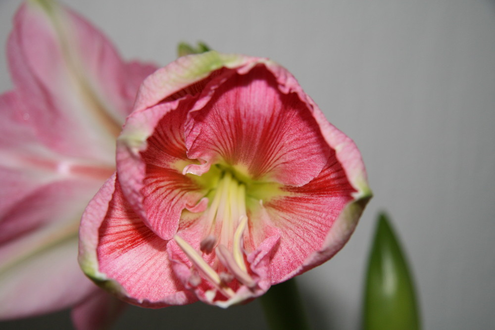 Meine Amaryllis