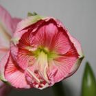 Meine Amaryllis