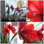 Meine Amaryllis