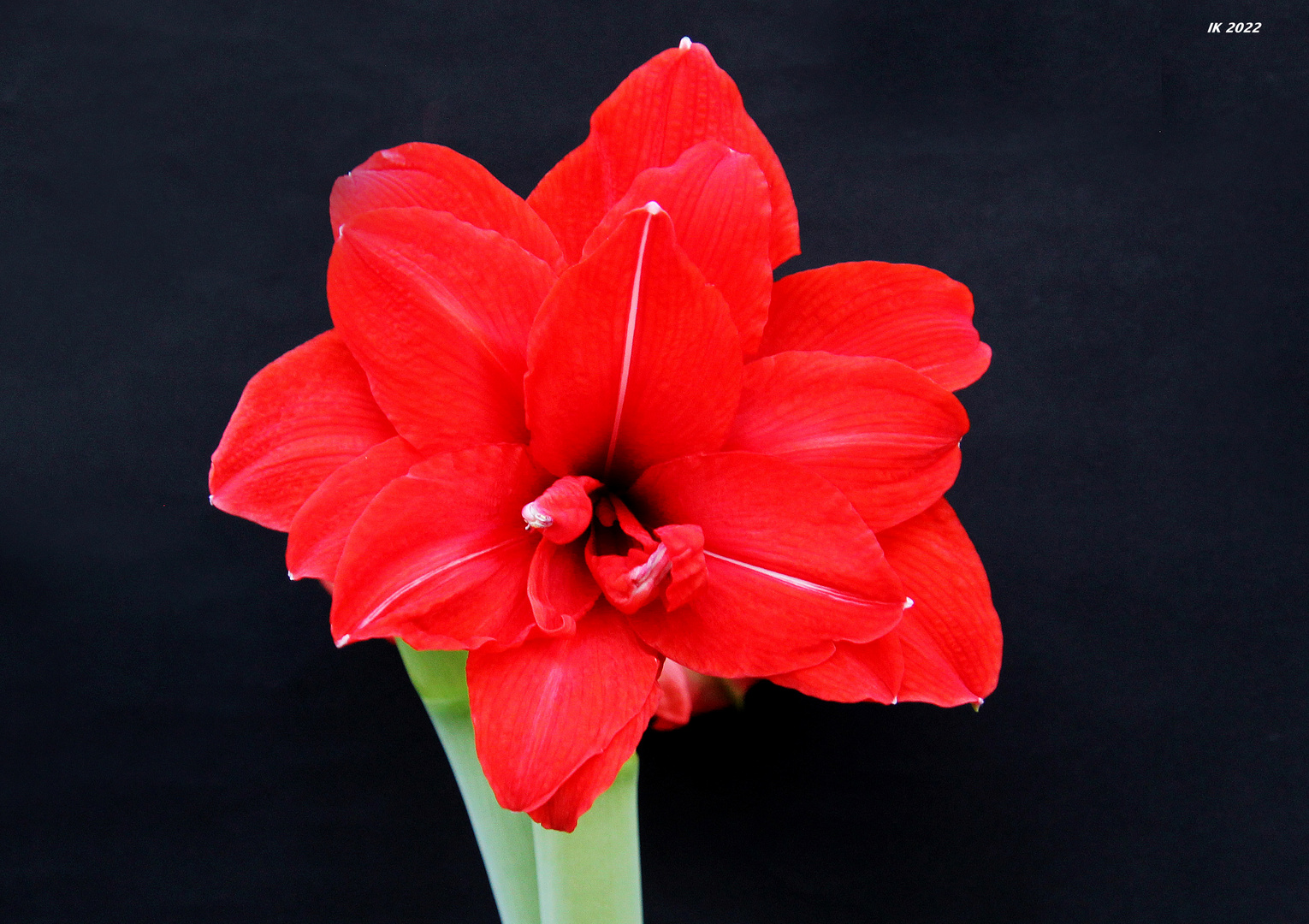 Meine Amaryllis.....