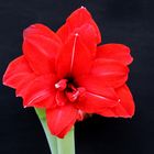 Meine Amaryllis.....