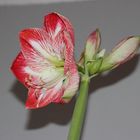 Meine Amaryllis