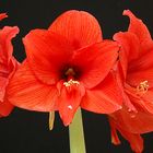 meine Amaryllis