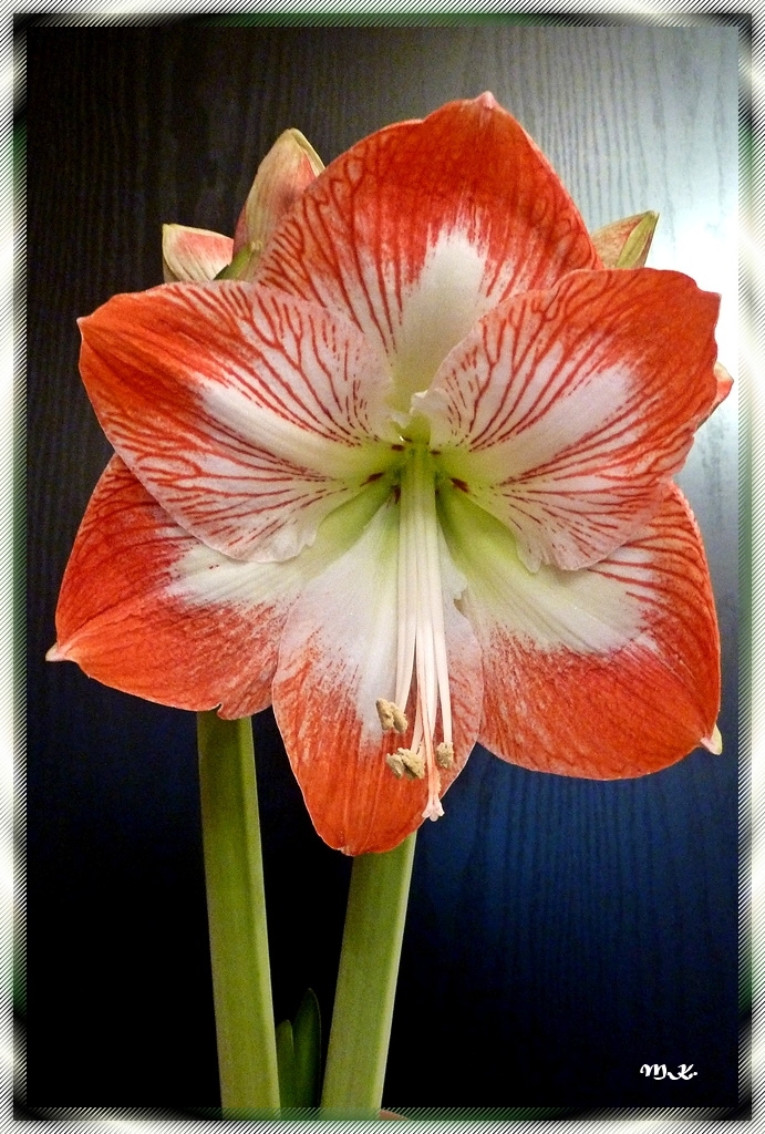 Meine Amaryllis