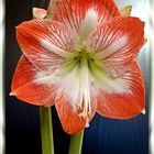 Meine Amaryllis