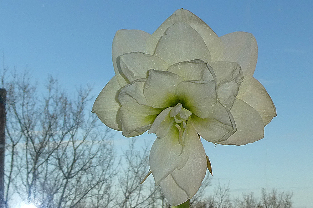 Meine Amaryllis blühr wieder