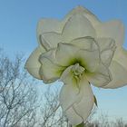 Meine Amaryllis blühr wieder