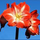  Meine Amaryllis blüht...