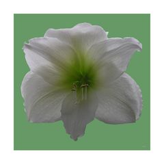 Meine Amaryllis blüht (1)