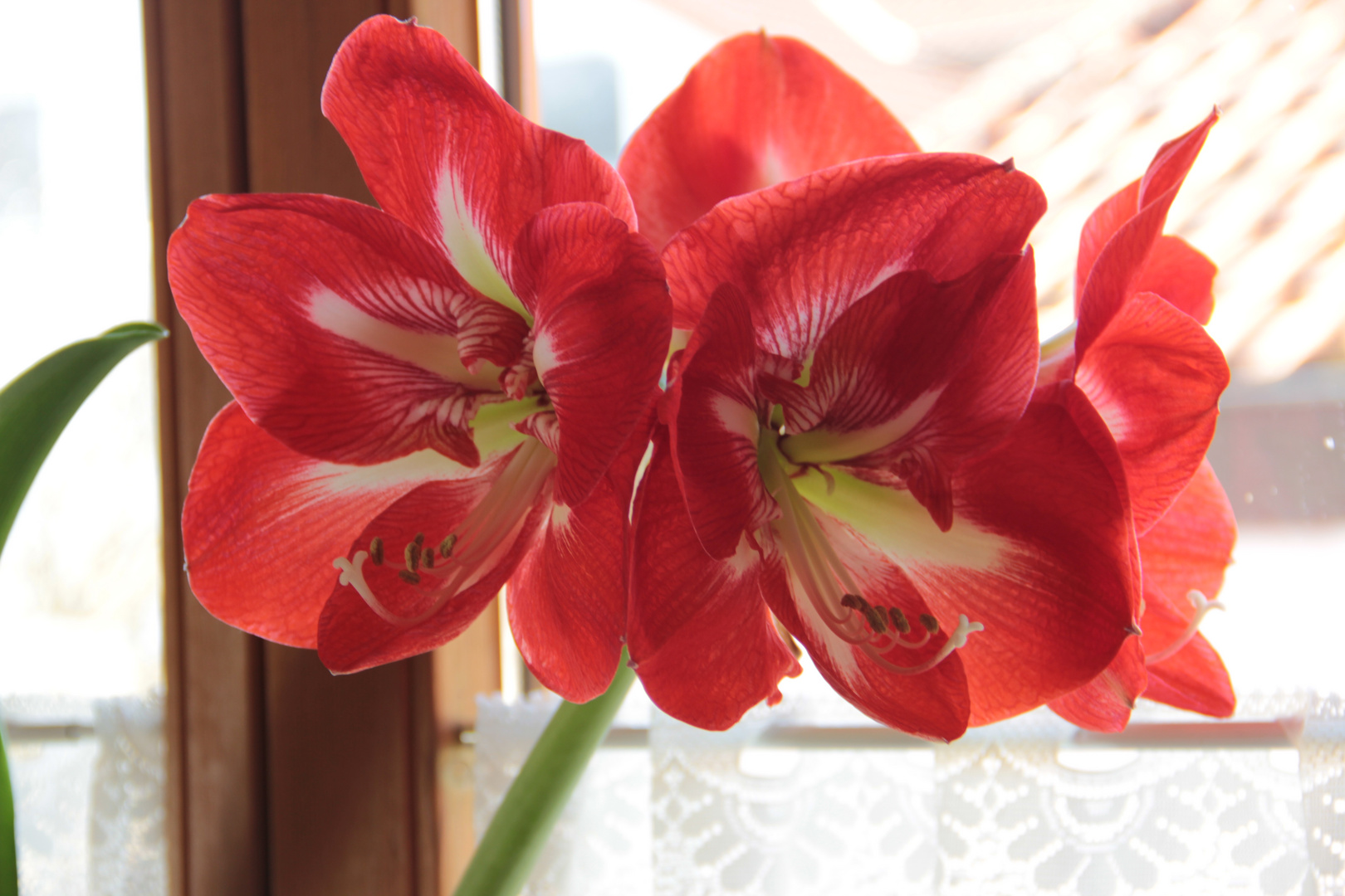 Meine Amaryllis blüht