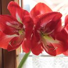 Meine Amaryllis blüht