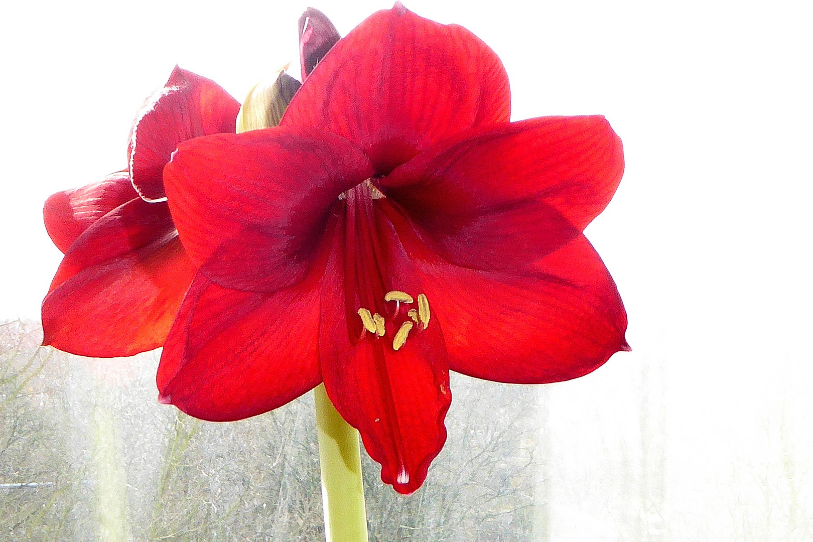 Meine Amaryllis blüht wieder