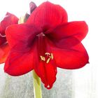 Meine Amaryllis blüht wieder