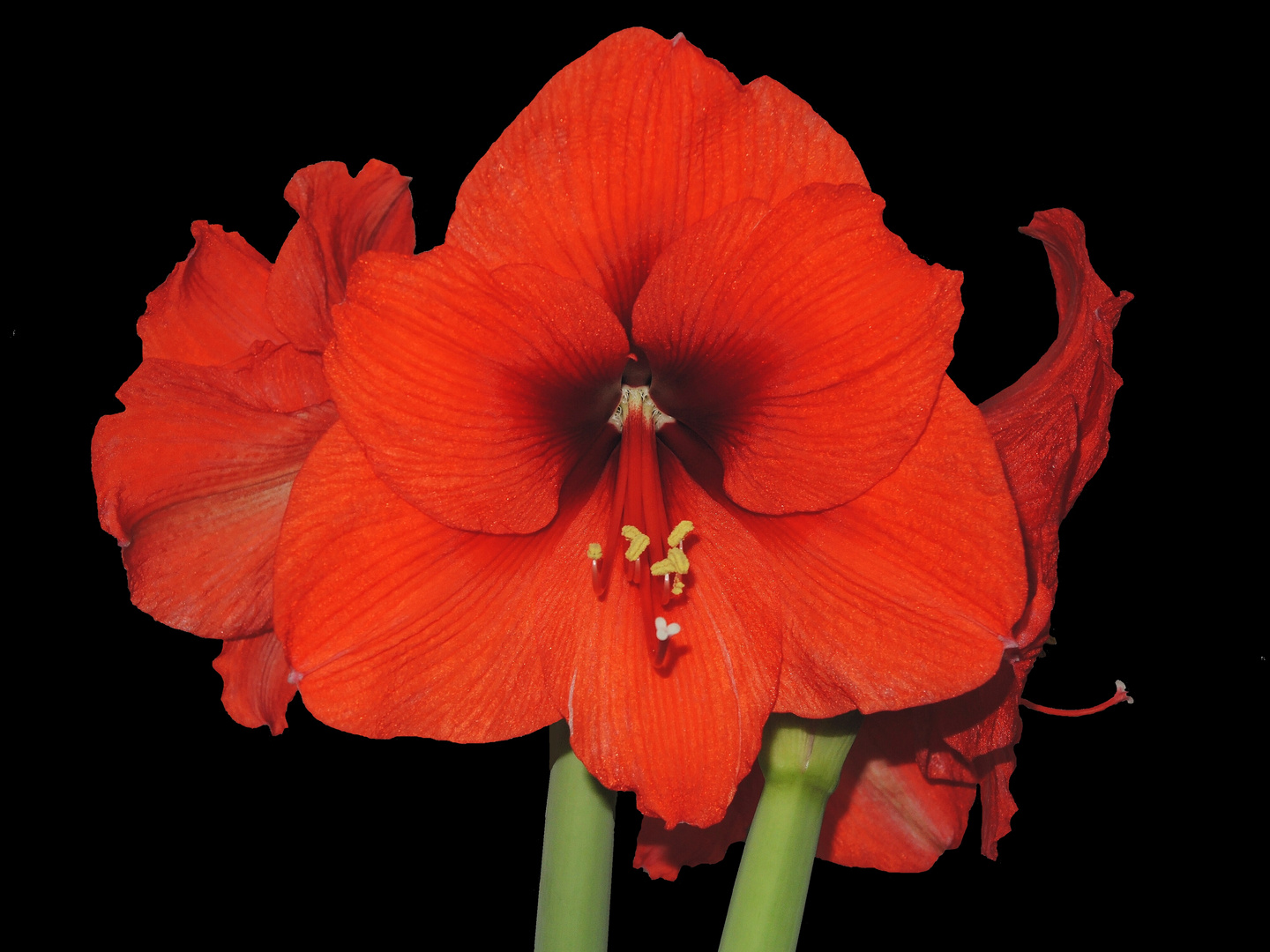 Meine Amaryllis blüht wieder