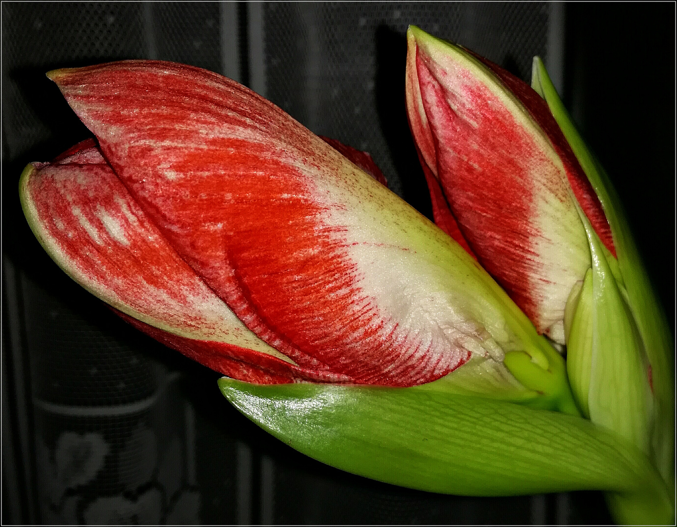 meine Amaryllis-Blüte öffnet sich zum 2. Advent