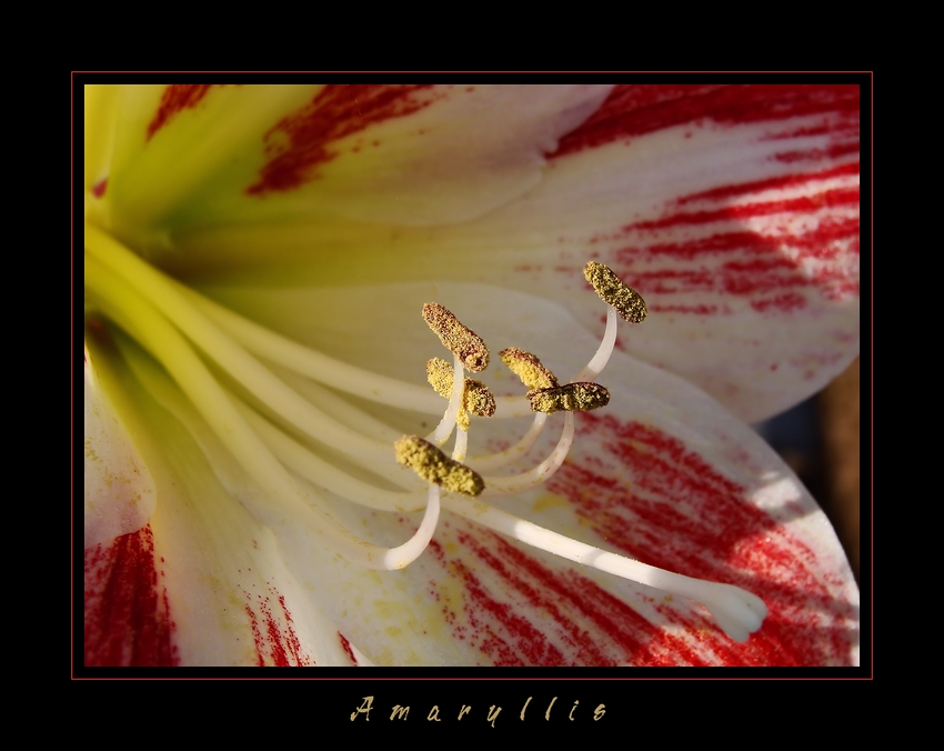 Meine Amaryllis.....