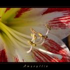 Meine Amaryllis.....