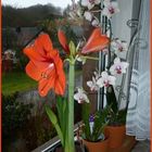 Meine Amaryllis,....