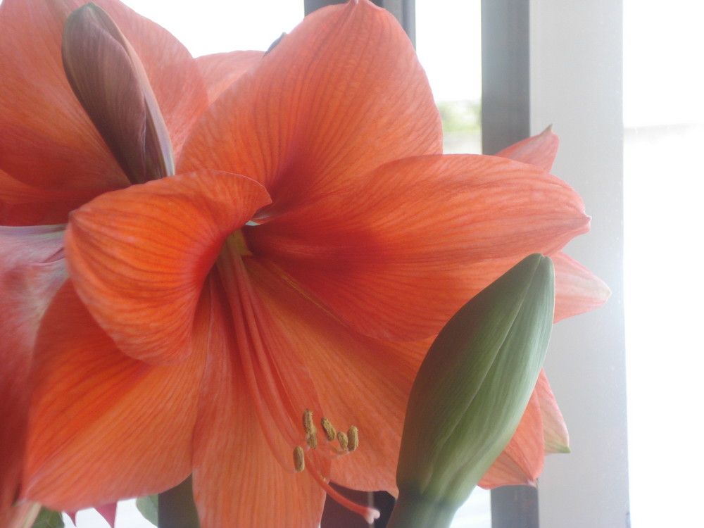 Meine Amaryllis