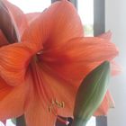 Meine Amaryllis