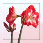 Meine Amaryllis ....