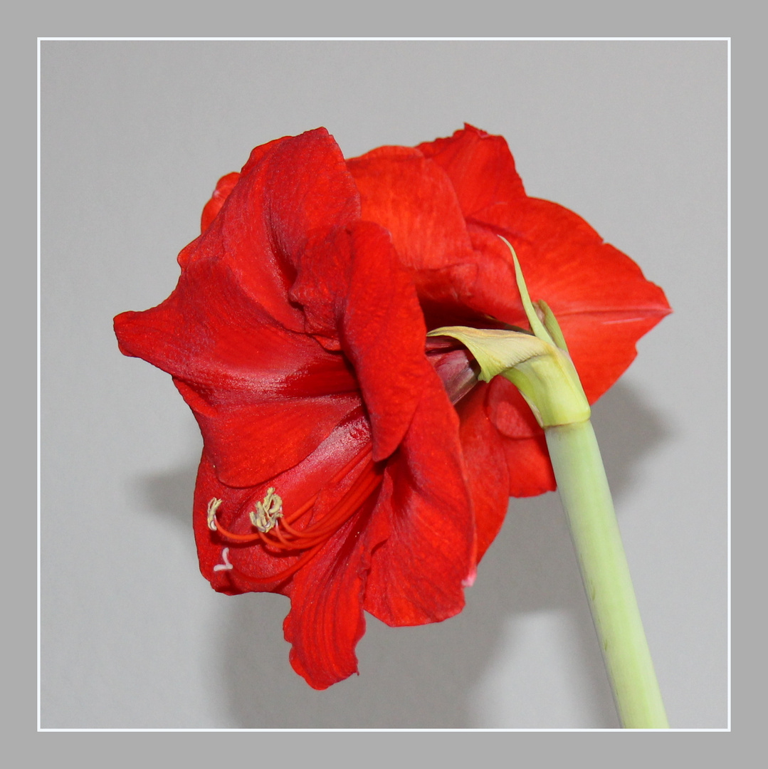 Meine Amaryllis