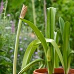 meine Amaryllis haben endlich begriffen