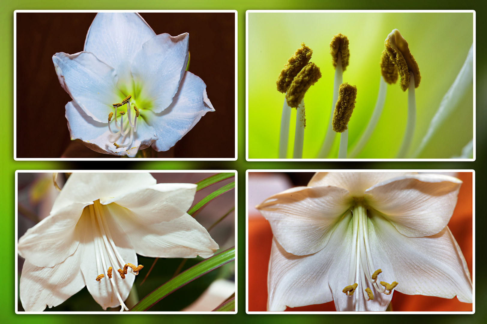 Meine Amaryllis - leider inzwischen verblüht